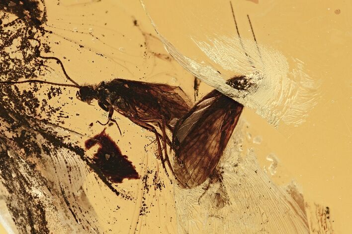Two Fossil Caddisflies (Trichoptera) In Baltic Amber - Mate Guard! #343240